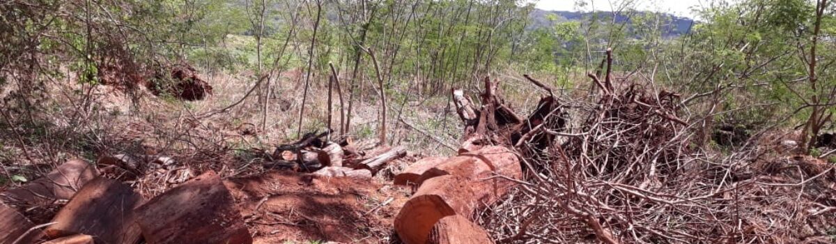 Polícia Civil autua duas pessoas por retirada ilegal de madeira de reserva ambiental