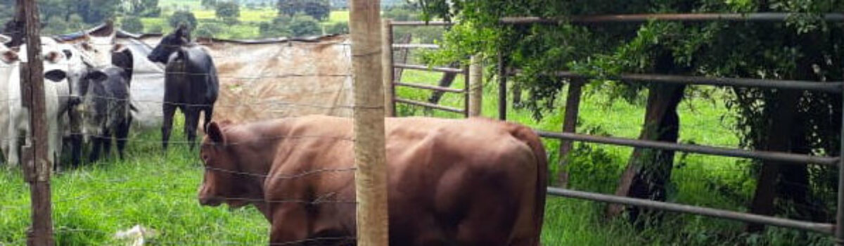 Bovino avaliado em R$ 7 mil é recuperado em fazenda de Joviânia