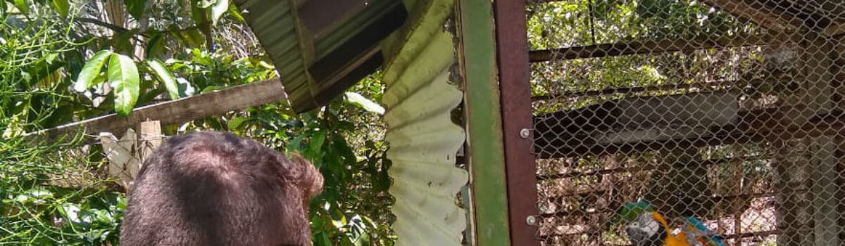 Policiais de Cumari resgatam Arara-Canindé de cativeiro