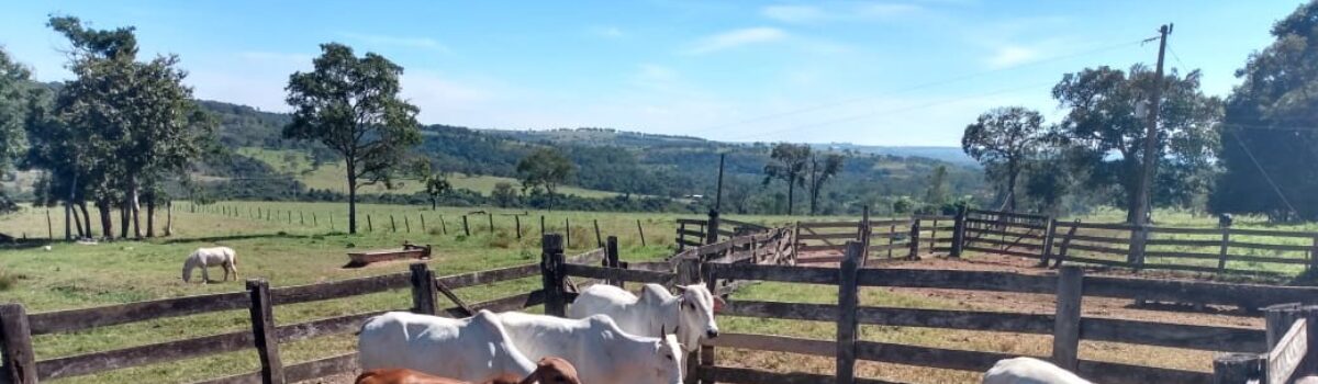 Gado furtado é recuperado em Mineiros