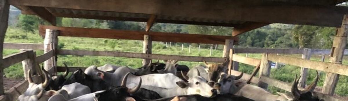 Polícia Civil desarticula associação criminosa e apreende mais de 70 cabeças de gado em Mineiros