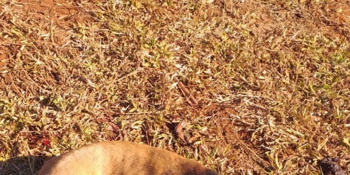 Polícia Civil prende em flagrante homem que atirou em cachorro em Caturaí