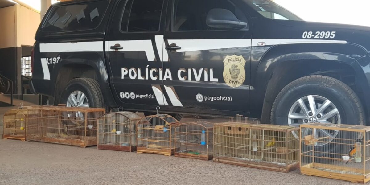 Polícia Civil apreende pássaros criados ilegalmente em cativeiro em Formosa