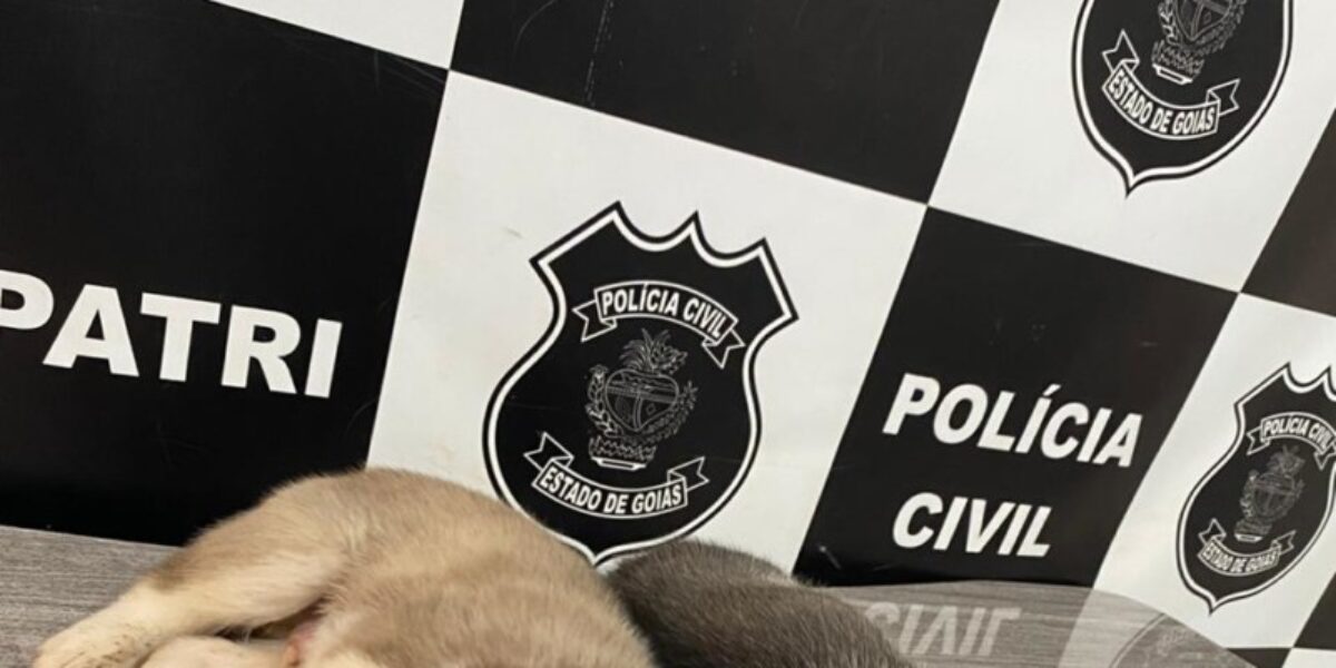 Filhotes da raça Husky Siberiano furtados em Itumbiara são recuperados pela Polícia Civil; menor foi autuada