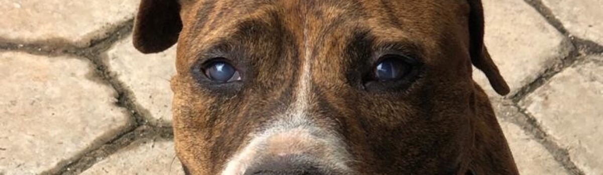 Polícia Civil investiga maus tratos a Pit Bull em Uruaçu