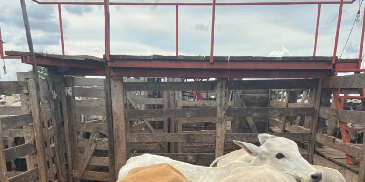 Polícia Civil recupera gado que sumiu de propriedade rural em Uruaçu