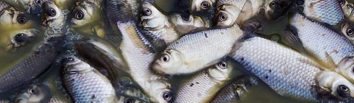 Dema conclui inquérito policial sobre mortandade de peixes no Rio Vermelho; fazendeiro foi indiciado por crime ambiental