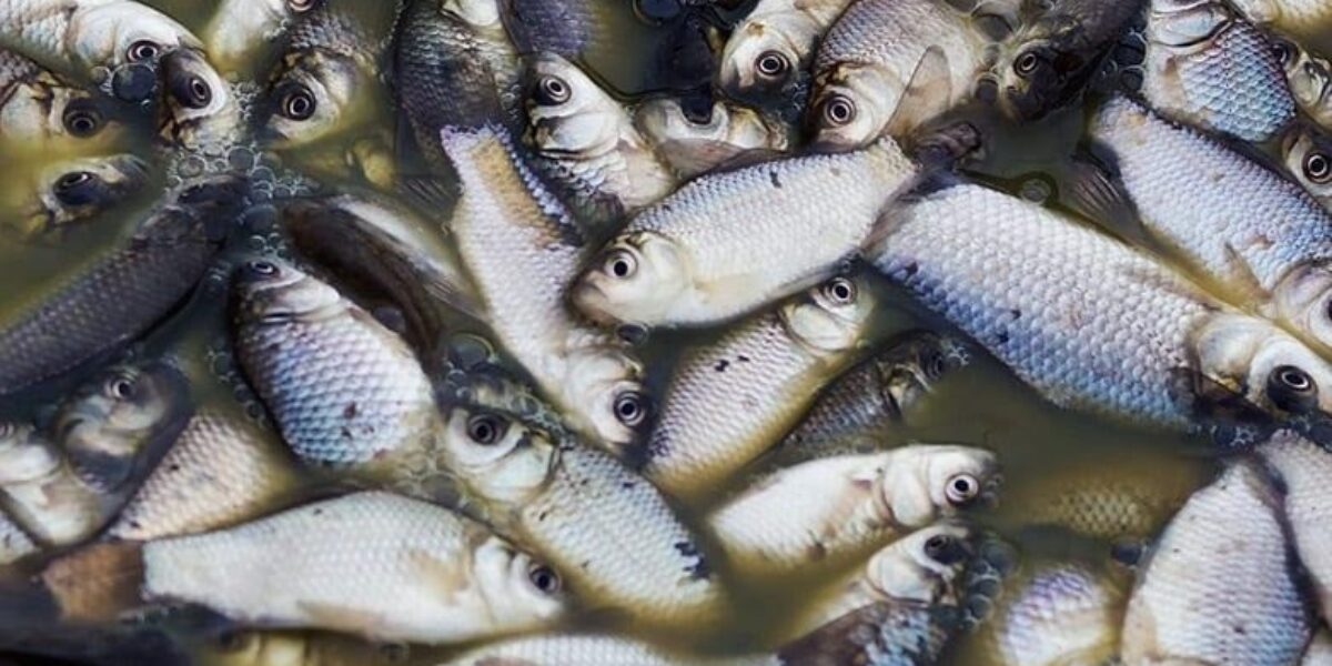 Dema conclui inquérito policial sobre mortandade de peixes no Rio Vermelho; fazendeiro foi indiciado por crime ambiental