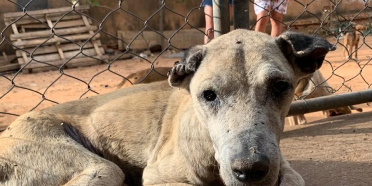 Polícia Civil resgata mais de 10 cães vítimas de maus tratos em Águas Lindas