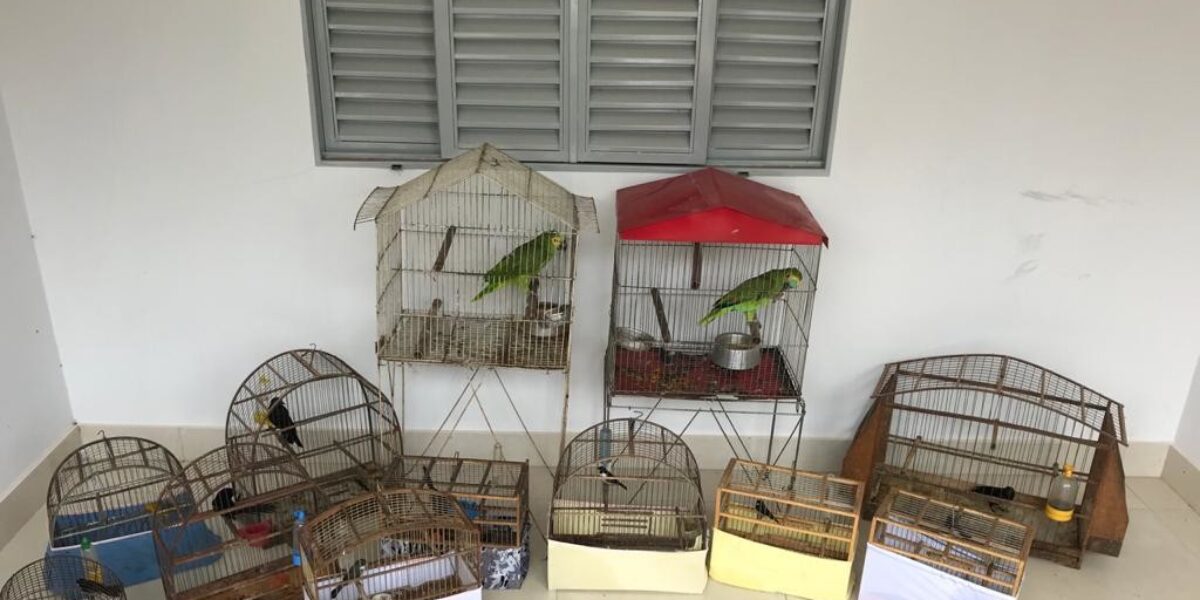 DP de Inhumas apreende pássaros mantidos em cativeiro