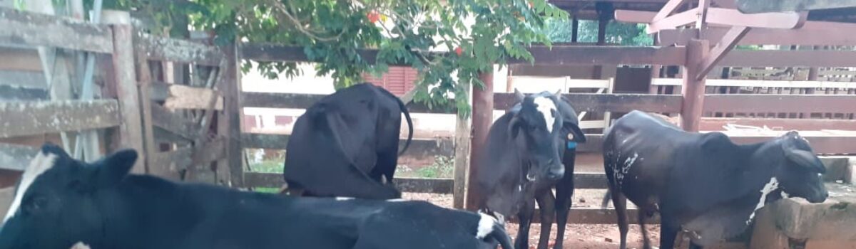 Crimes Rurais localiza em Goiânia mais quatro novilhas furtadas