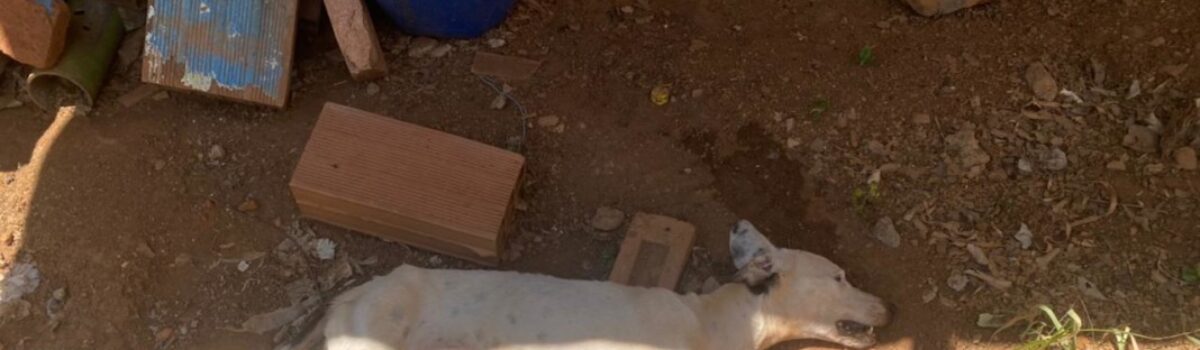 Polícia Civil de Firminópolis prende homem por maus tratos a animais