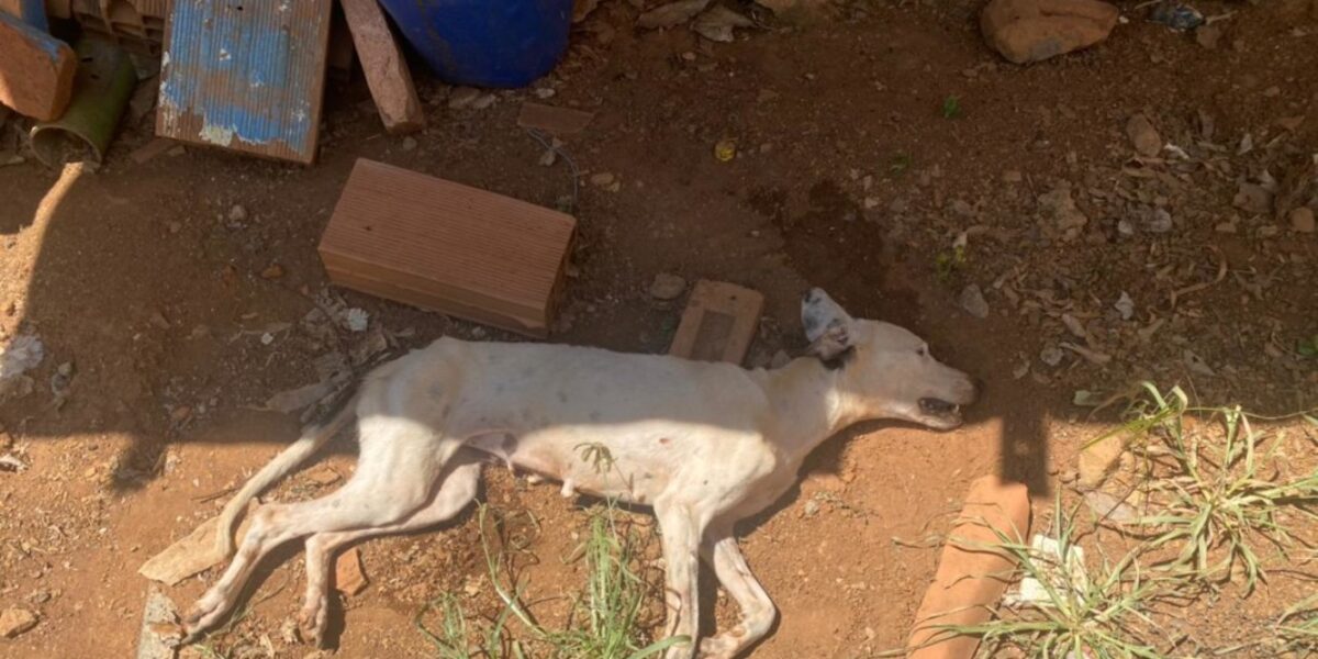 Polícia Civil de Firminópolis prende homem por maus tratos a animais