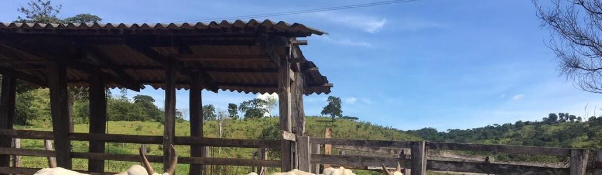 PCGO e PMGO recuperam gado furtado em Vianópolis