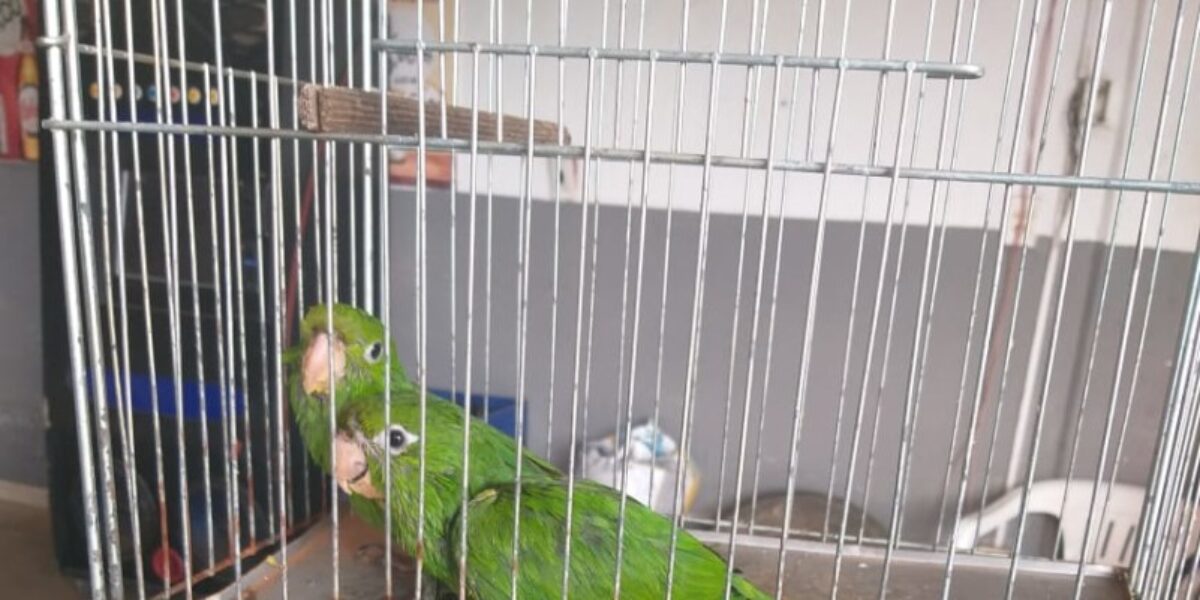 Polícia Civil apreende em operação caça-níqueis e animais silvestres em Caldas Novas