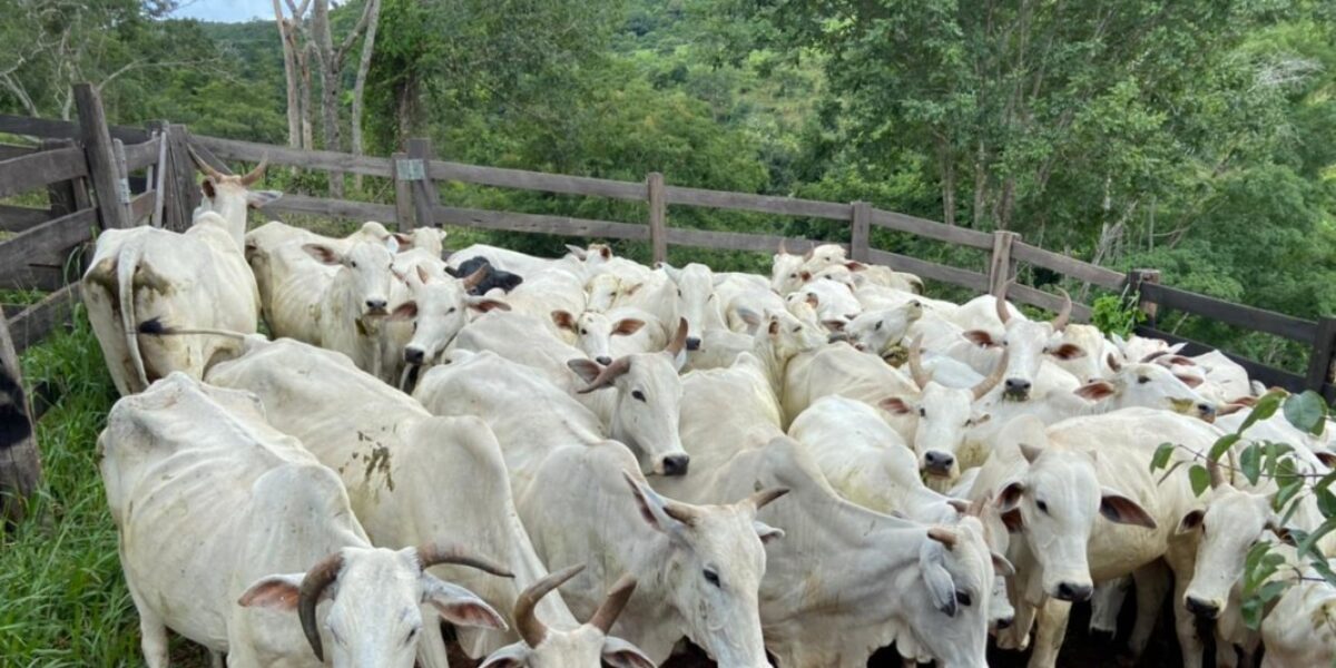Polícia Civil recupera gado roubado em fazenda de Uruaçu