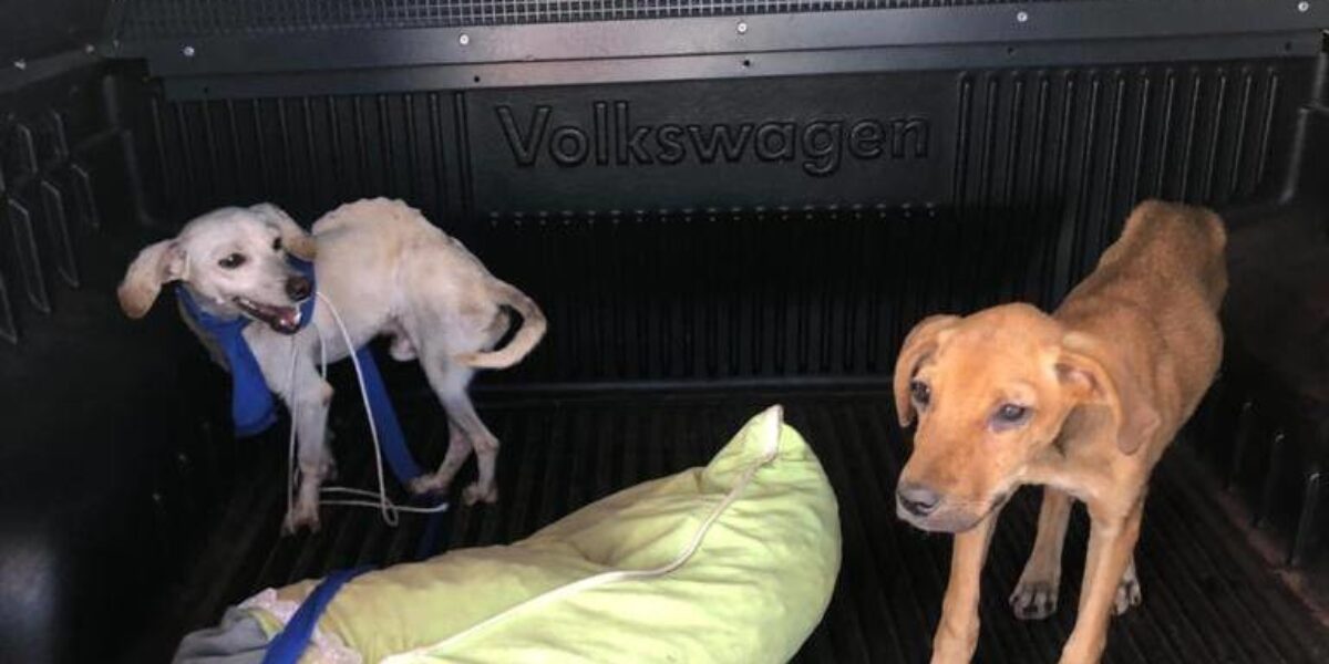 Polícia Civil prende autora de crime de maus tratos a animais