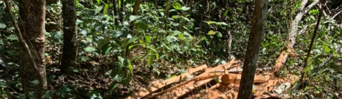 Polícia Civil investiga crime de desmatamento ambiental na zona rural de Morrinhos