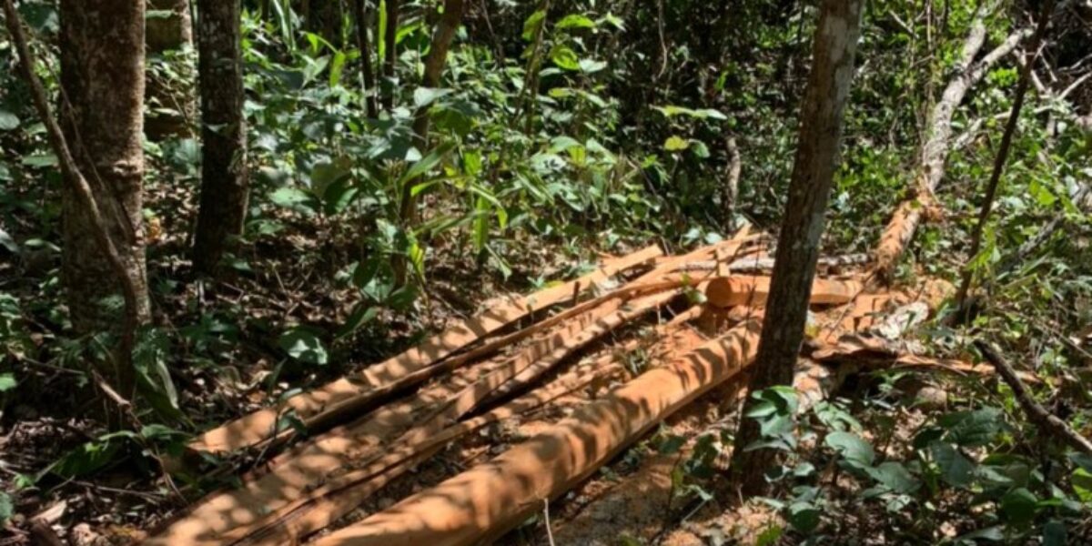 Polícia Civil investiga crime de desmatamento ambiental na zona rural de Morrinhos