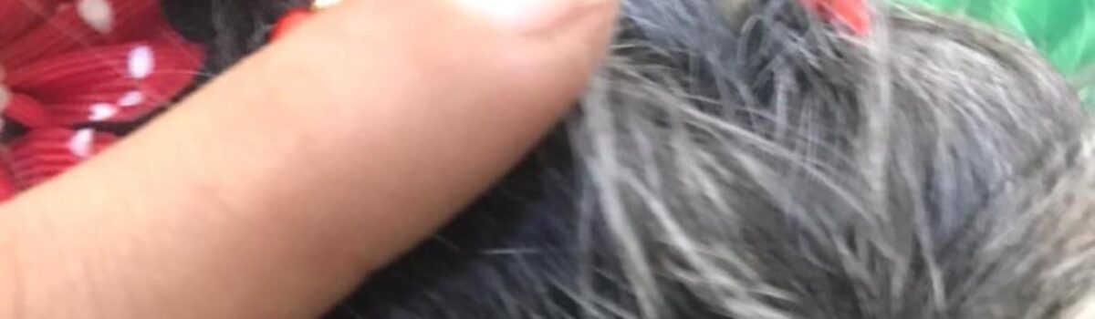 PC prende homem suspeito de se apropriar do carro da ex-namorada e ainda queimar seu cachorro com um secador