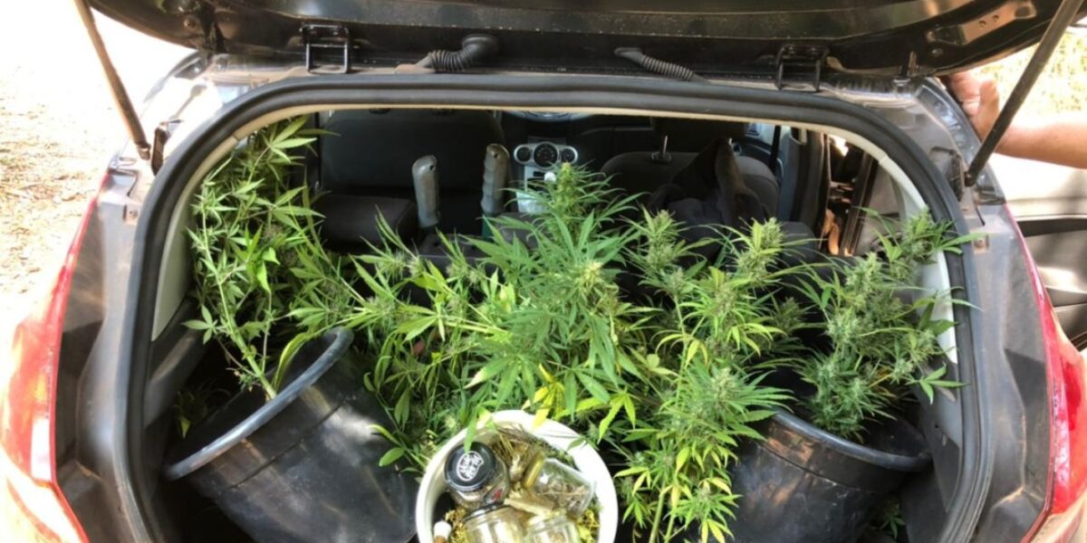 PCGO prende suspeito de cultivar drogas em casa, em Alto Paraíso; Chá de Ayahuasca também era produzido no local