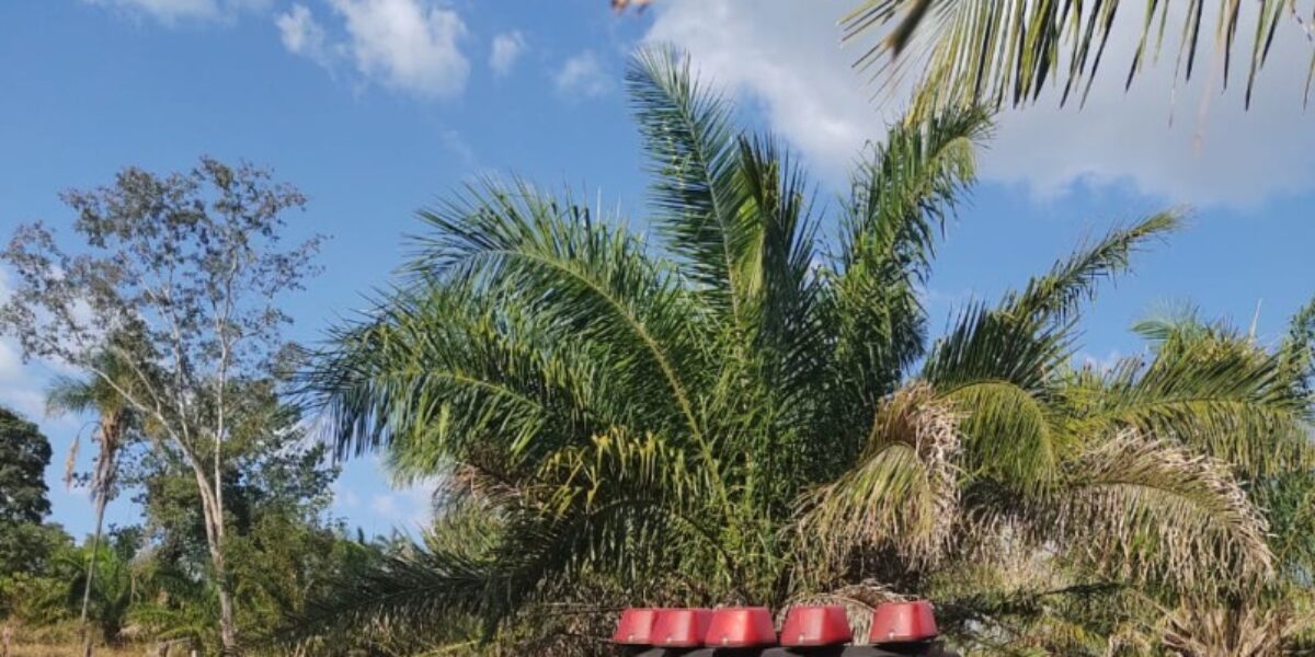 PCGO investiga crime ambiental na região Baixa Verde, em Morrinhos