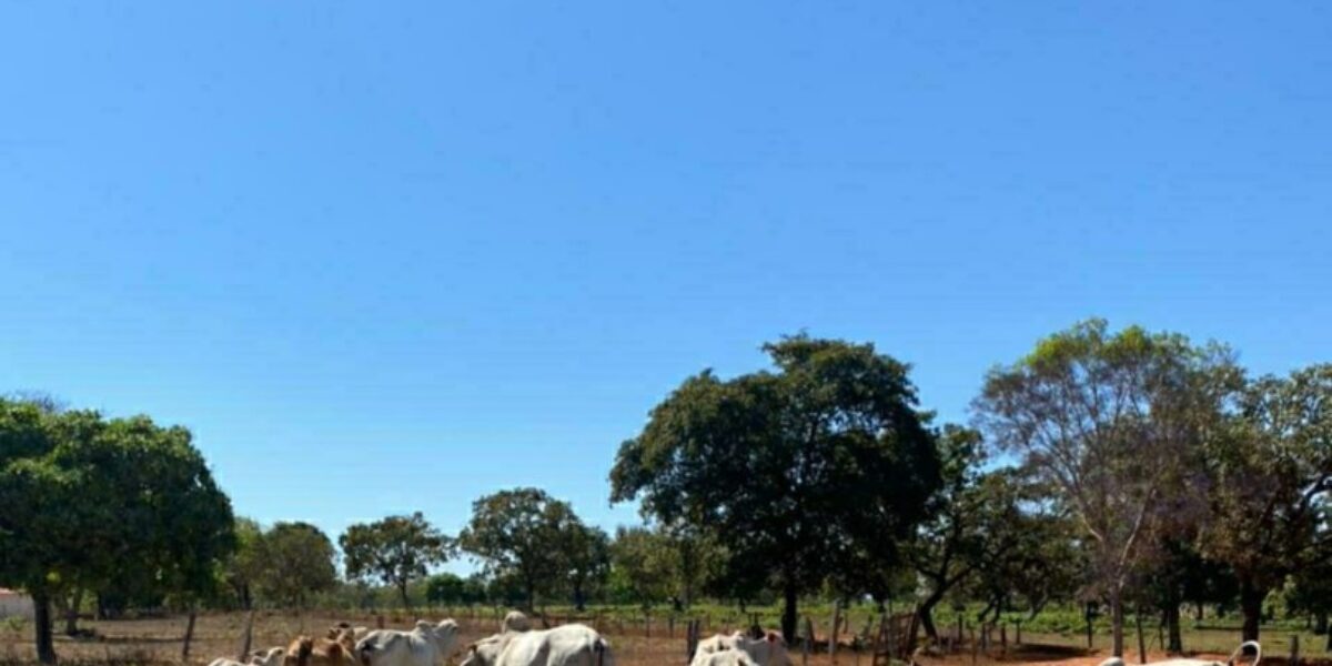 PCGO recupera gado furtado em fazenda de Minaçu; autores de furto e receptação foram indiciados