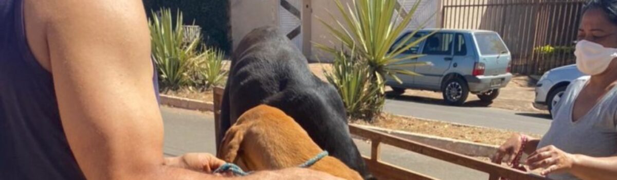 Polícia Civil resgata cachorros abandonados em Formosa; dono foi preso por maus-tratos