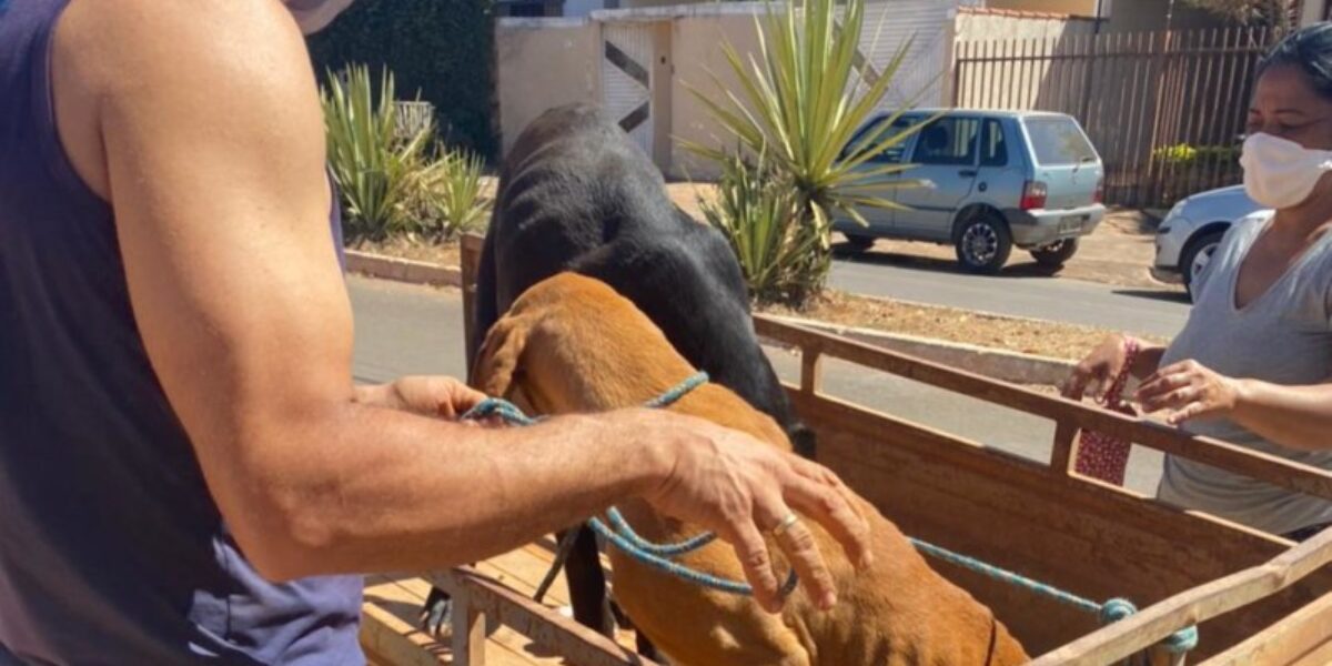 Polícia Civil resgata cachorros abandonados em Formosa; dono foi preso por maus-tratos