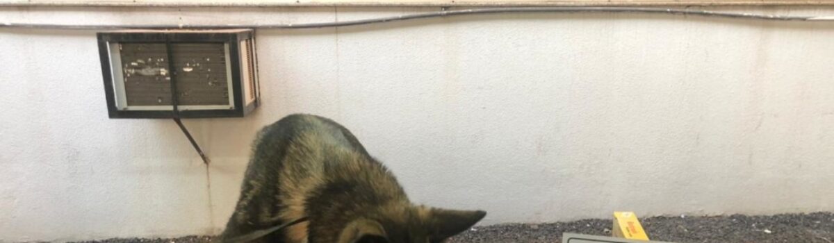 Com ajuda de cão farejador, Genarc localiza droga avaliada em R$ 40 mil em Rio Verde