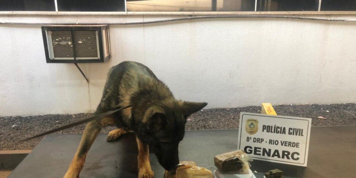 Com ajuda de cão farejador, Genarc localiza droga avaliada em R$ 40 mil em Rio Verde