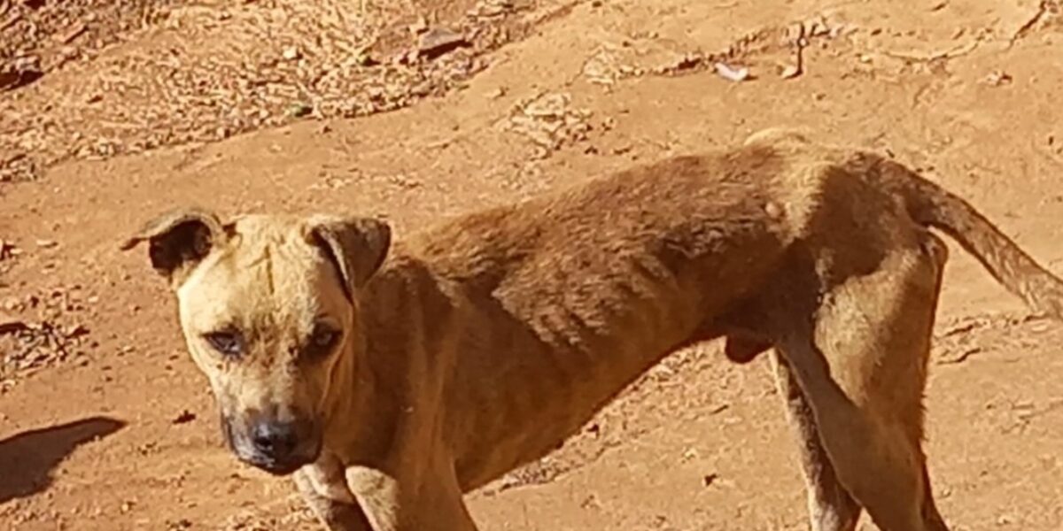 Dema recebe denúncia e encontra cães sem alimentação em residência de Aparecida