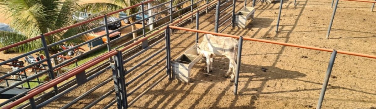 Polícia recupera bezerros furtados de propriedade rural em Jaraguá