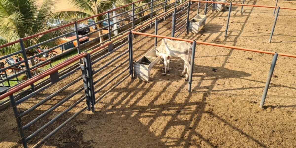 Polícia recupera bezerros furtados de propriedade rural em Jaraguá