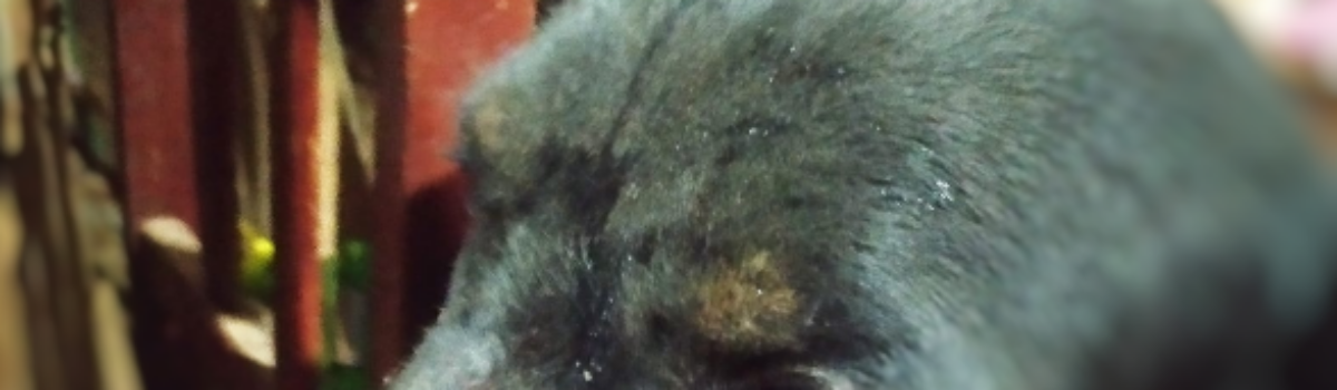 Homem é preso por maus tratos a cachorro, em Senador Canedo