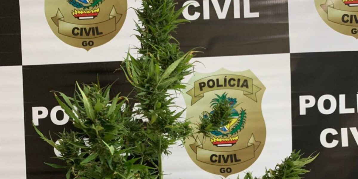 Polícia Civil prende em flagrante duas pessoas por tráfico de drogas e associação para o tráfico em Campinaçu