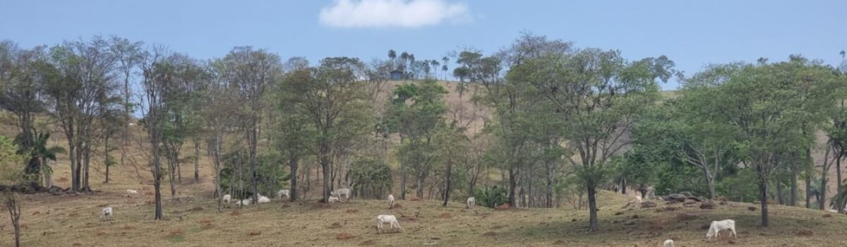 PCGO prende grupo que furtou gado para causar desvalorização de terra