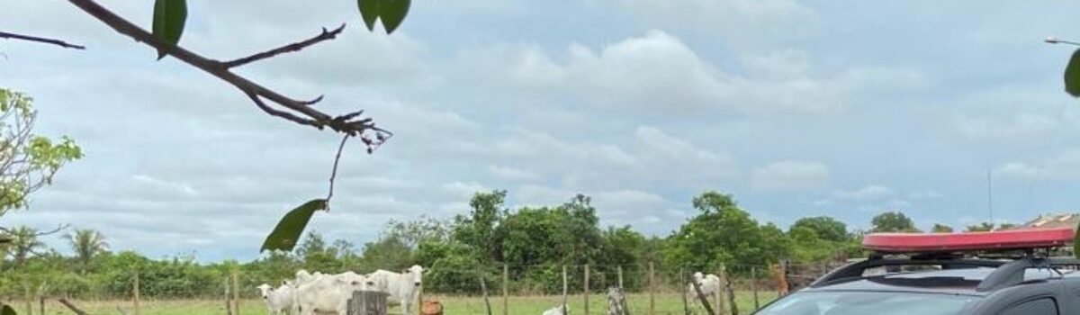 Animais roubados são recuperados pela PCGO, em Uruaçu