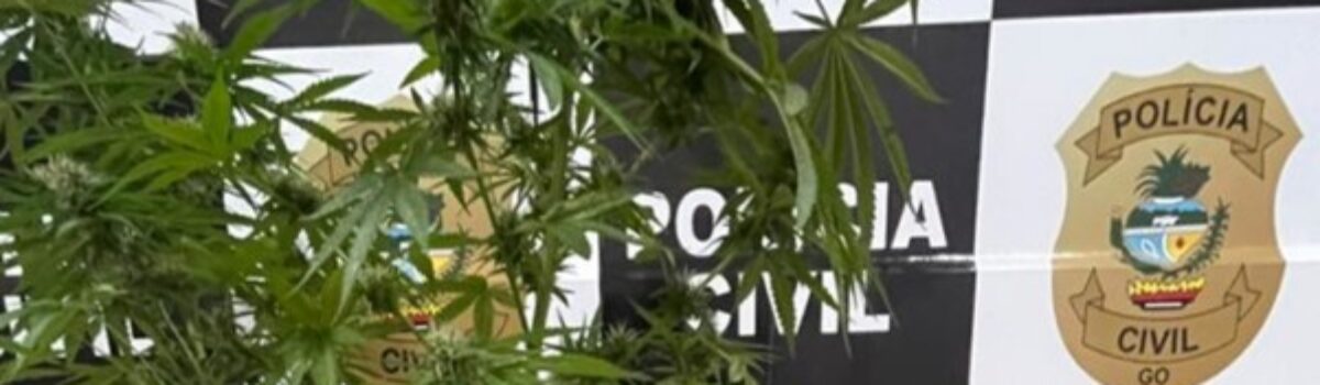 PC cumpre mandado de busca em Morrinhos e encontra plantação de maconha em residência