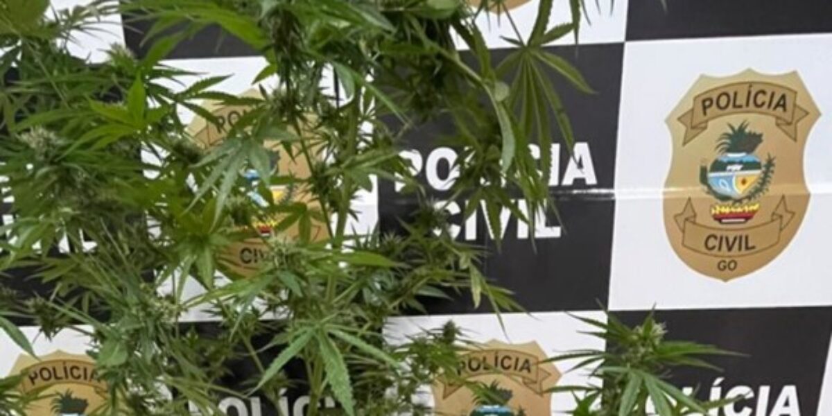 PC cumpre mandado de busca em Morrinhos e encontra plantação de maconha em residência