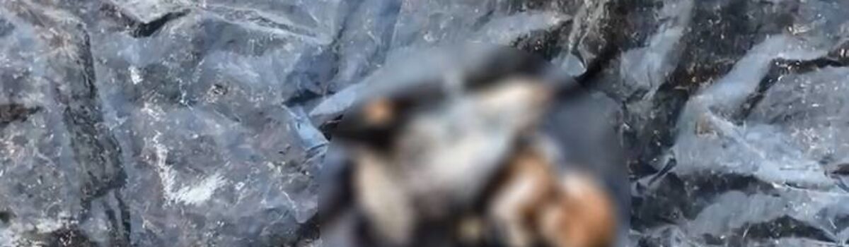 PCGO conclui investigação sobre decapitação de 5 cães em Formosa