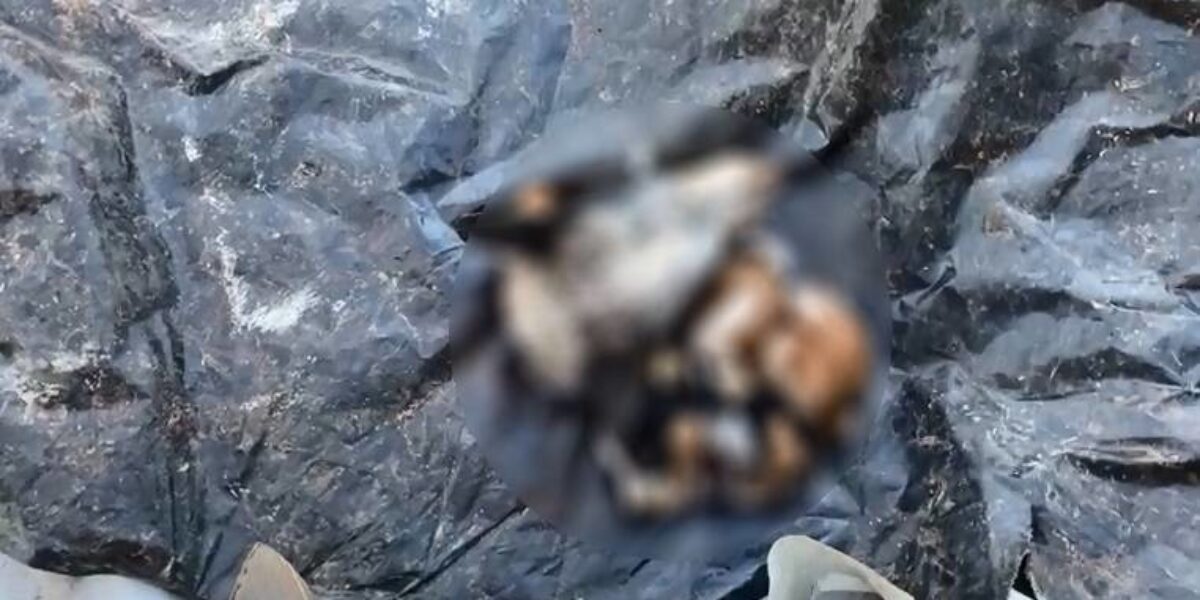 PCGO conclui investigação sobre decapitação de 5 cães em Formosa