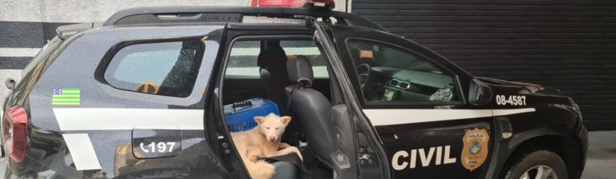 Polícia Civil resgata cães vítimas de maus-tratos no Parque Atheneu