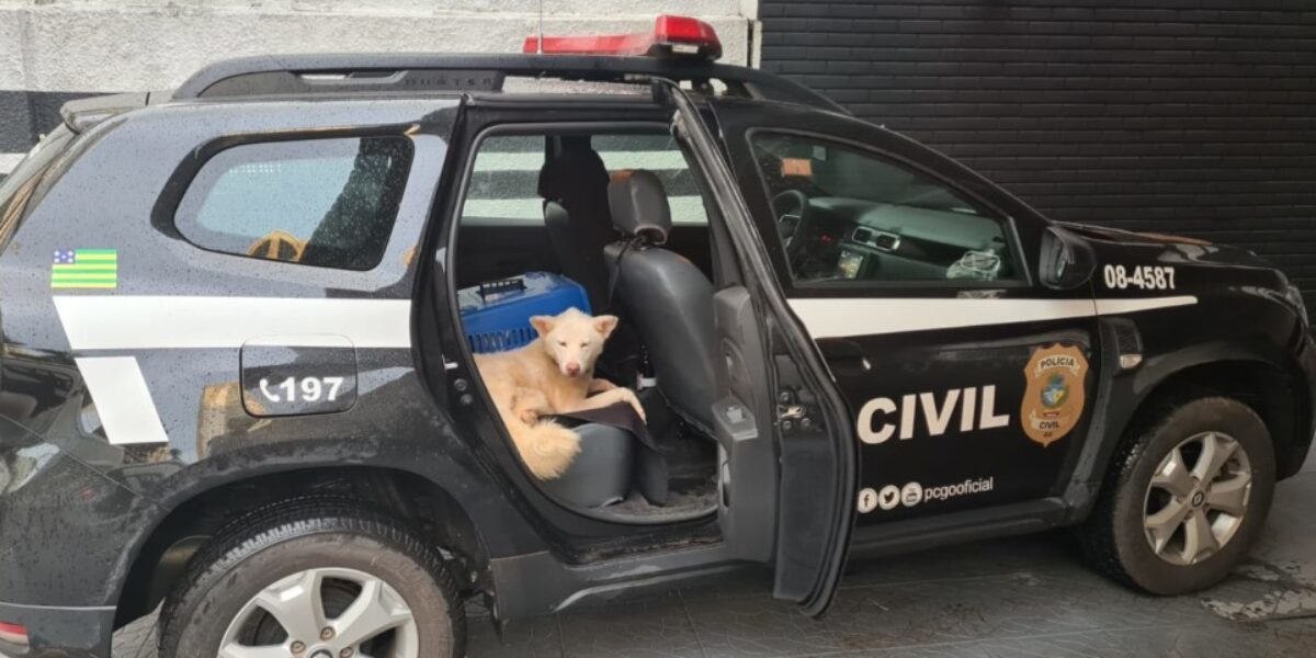Polícia Civil resgata cães vítimas de maus-tratos no Parque Atheneu