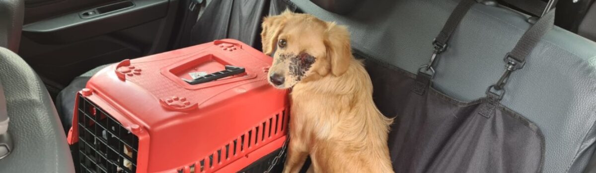 Polícia Civil autua em flagrante homem que agrediu cão com pedaço de madeira