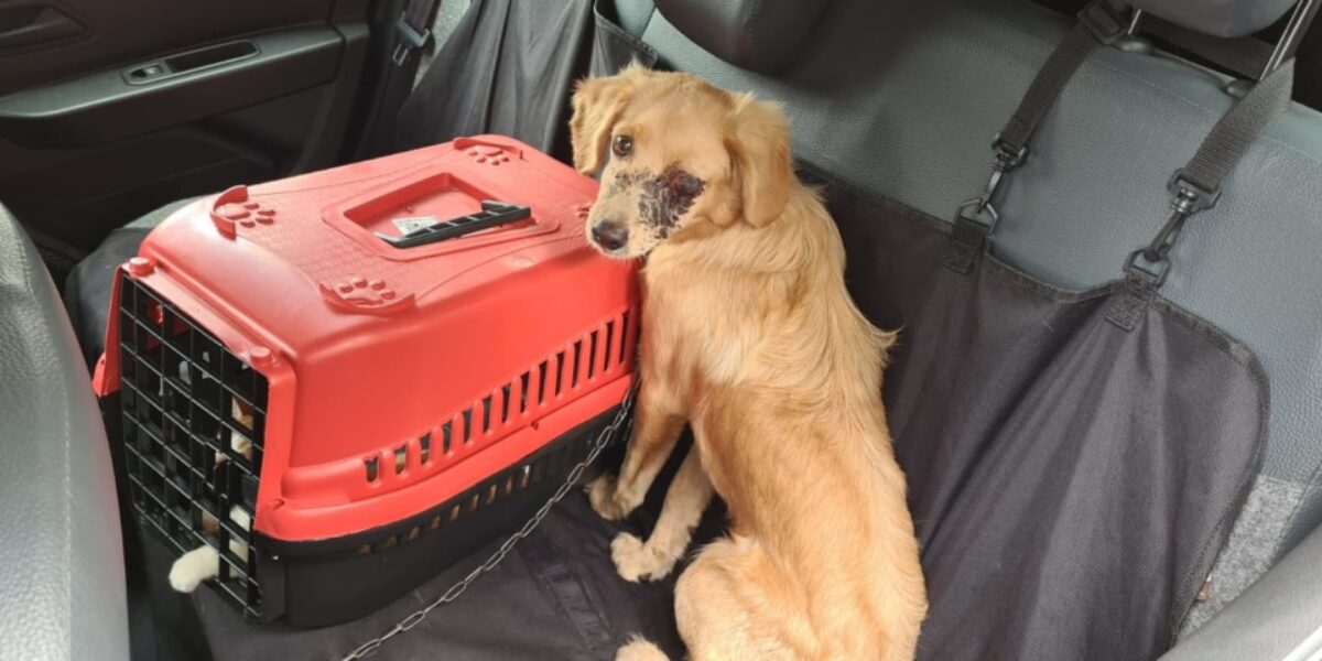 Polícia Civil autua em flagrante homem que agrediu cão com pedaço de madeira