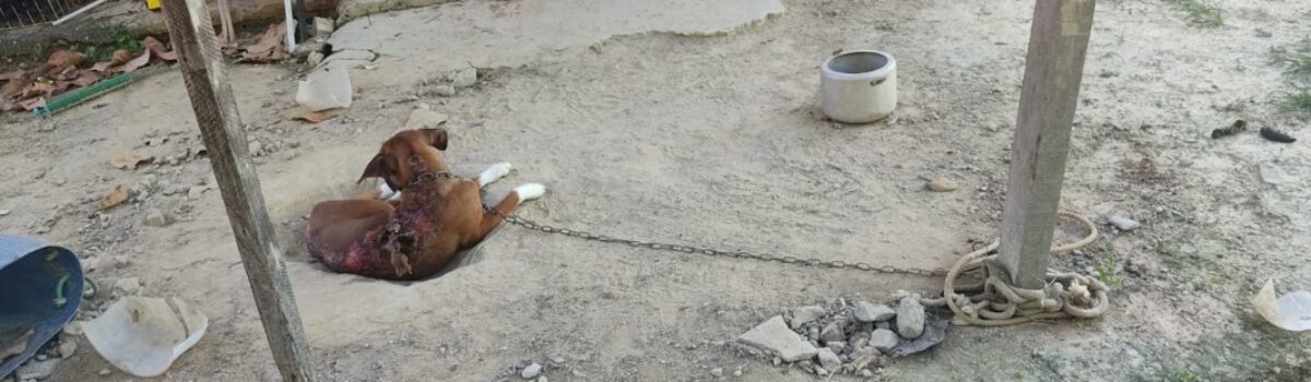 PC investiga maus-tratos a cachorro em Goiás