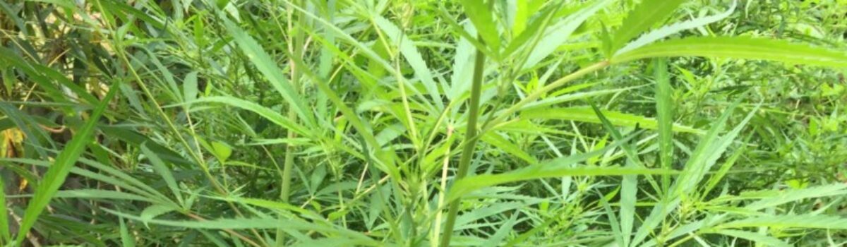 PC apreende pés de maconha em residência de Santa Cruz