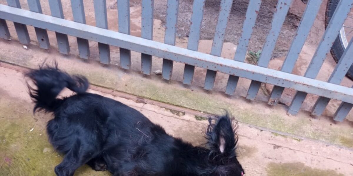 PC autua em flagrante autor de agressão contra cachorro