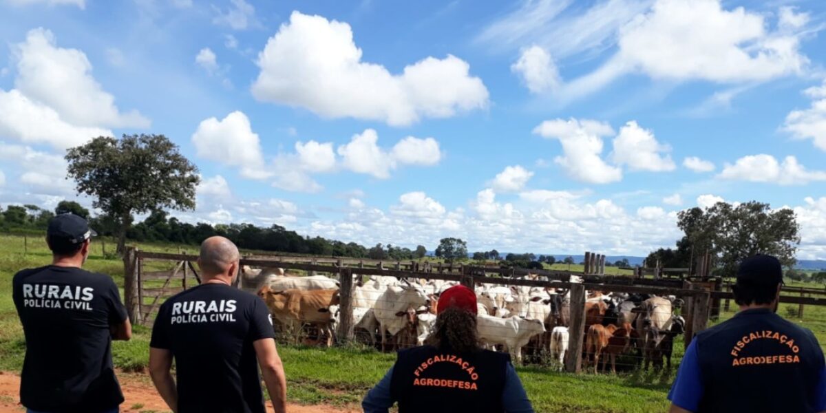 PCGO e Agrodefesa seguem rastro de gado subtraído de fazendas